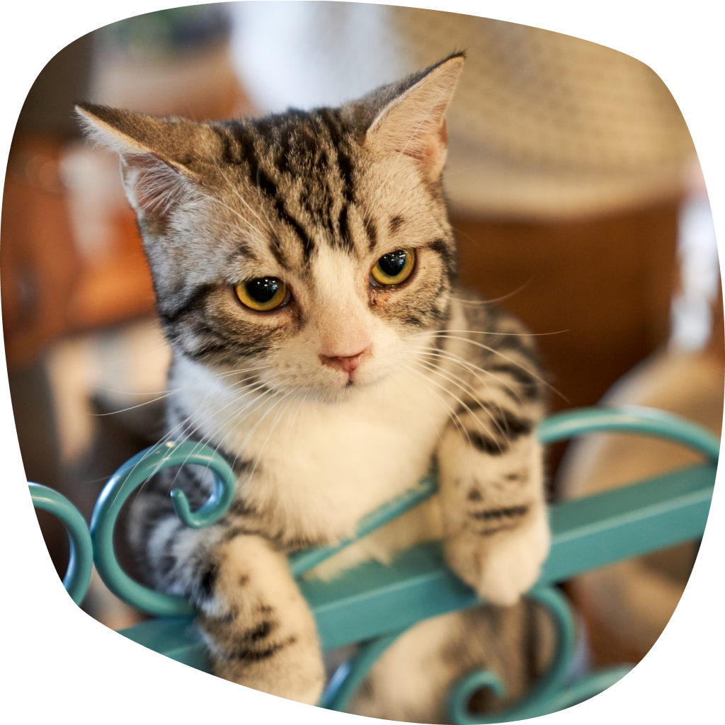 Chat escaladant une petite grille.