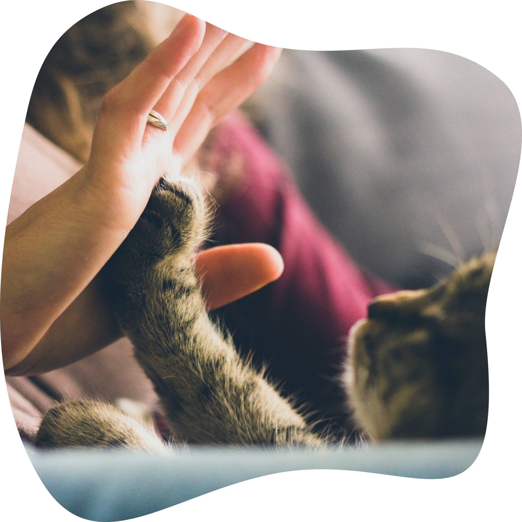 Chat faisant un high five à un humain.
