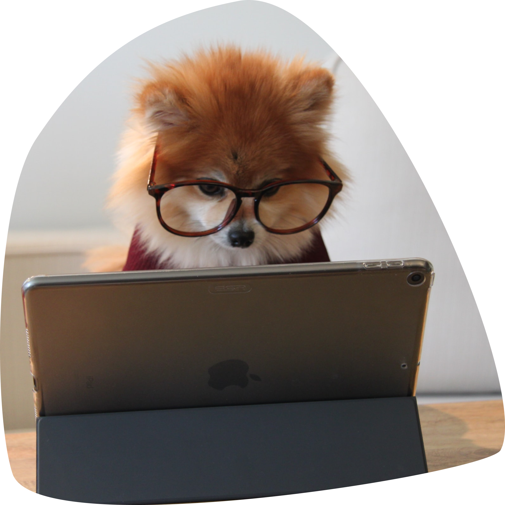 Chien portant des lunettes derrière un écran d’ordinateur.