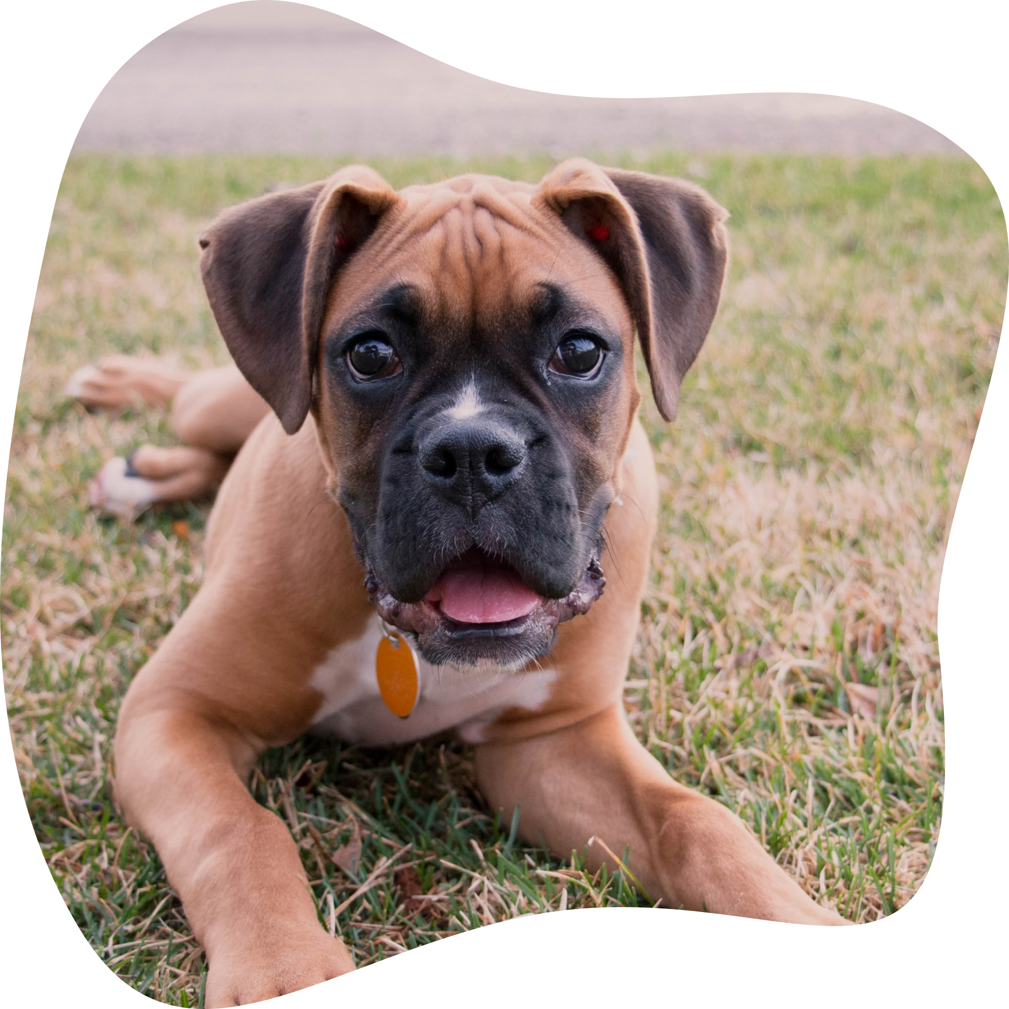 Chien alongé dans l’herbe, tirant la langue.