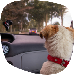 Chien assit dans une voiture regardant par le pare-brise.