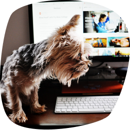 Chien assit sur un bureau, devant un ordinateur.