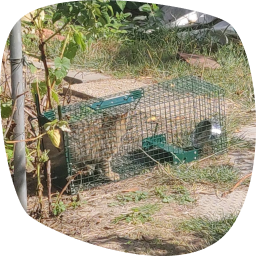 Chat enfermé dans une cage trappe.
